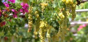 a bunch of grapes on a tree with pink flowers at Venetis Luxury Apartments in Chios