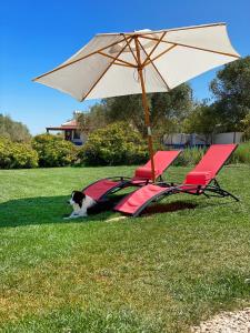 a cat laying on the grass under an umbrella at Quinta da Tapada de São Pedro in Vimieiro