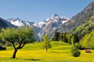 zwei Bäume auf einem Feld mit Bergen im Hintergrund in der Unterkunft Ferienwohnung Baldauf in Oberstdorf