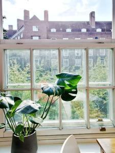 a window with a potted plant in front of it at Imperial museum apartment in London