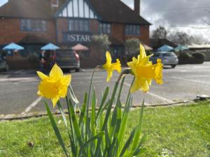 Fotografie z fotogalerie ubytování The Star Inn v destinaci Lingfield