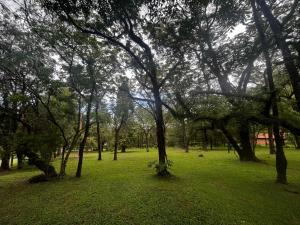 un grupo de árboles en un campo con césped verde en Cabaña tierra verde in 