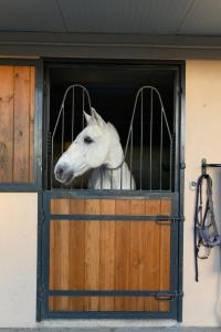 Animais in the country house ou nos arredores