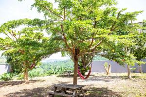 a picnic table under a tree in a field at Piano & Gold Collections, Peduase in Peduasi