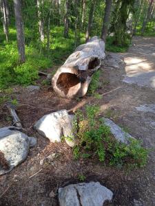 a large tree stump sitting next to some rocks at Ellivuori. Ellin Pooli 4 in Sastamala