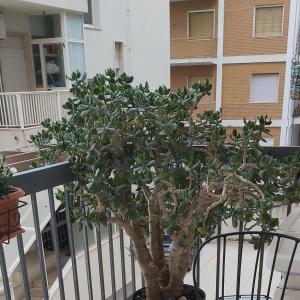 Balkón nebo terasa v ubytování Tilde B&B