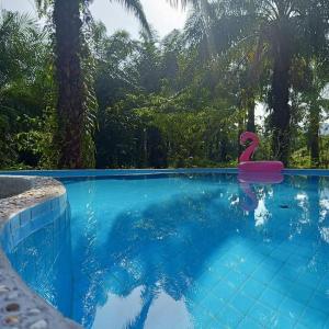 a swimming pool with a pink flamingo in the water at Koom Kachanaan in Ban Nong Thale