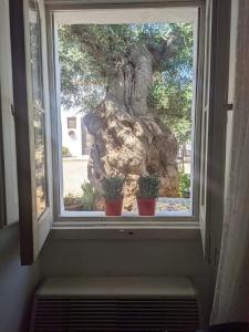 a window with three potted plants sitting in front of a tree at Masseria Vagone in Macchia di Monte