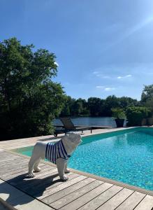 a statue of a dog standing next to a swimming pool at Maison d'Hôtes Moulin Saint Julien in Olivet