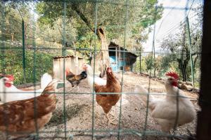 Állatok az apartmanban vagy a közelben