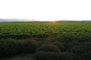 Gallery image of Appartement 8 pers. - Domaine de Padulone ALERIA in Aléria