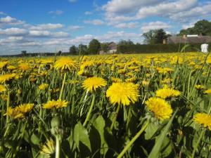 a field of yellow dandelions in a field at Wrzosowe Wzgórze - Dom nad jeziorem Kłączno in Kłaczno