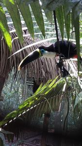 a bird sitting on top of a palm tree at Green House Tarapoto in Tarapoto
