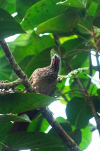 a bird perched on top of a tree branch at Green House Tarapoto in Tarapoto