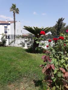 A garden outside Alcaraván 32