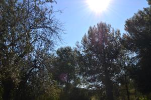 een groep bomen met de zon in de lucht bij The Fool & The Princess Wooden House 2 in Valencia