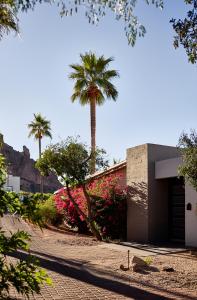 un palmier devant un bâtiment fleuri dans l'établissement Sanctuary Camelback Mountain, A Gurney's Resort and Spa, à Scottsdale