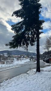 een boom in de sneeuw naast een weg bij Willa Elka in Muszyna