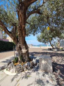 a tree on a sidewalk next to a beach at Apartments Bionda - seafront in Zaboric