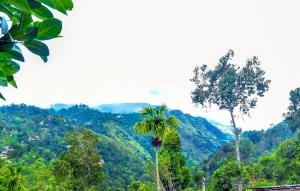 vistas a una cordillera con palmeras en Ella Nimal Nest Inn, en Ella