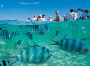 grupa ludzi patrzących na ryby w wodzie w obiekcie Bay of Plenty Nature Lodge w mieście Nanuya Lailai
