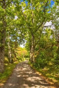 un chemin de terre avec des arbres de chaque côté dans l'établissement Engø Gård Hotel & Restaurant, à Tjøme