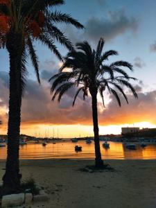due palme su una spiaggia al tramonto di Casetta del sole a Lampedusa