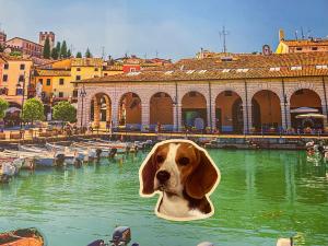 Ein Hund, der seinen Kopf aus dem Wasser streckt. in der Unterkunft DesenzanoLoft Enjoy in Desenzano del Garda