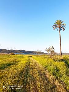 a palm tree in a field with a dirt road at Sunny Room in Áyios Yeóryios