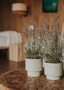two white containers with lavender plants on a table at Limbo Cabañas de Malpica in Malpica