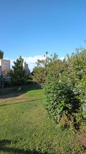 un arbusto en un campo de hierba con edificios en el fondo en Casa Jardín en Necochea