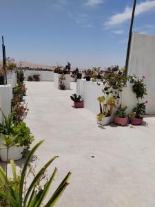 une rangée de plantes en pot sur un mur blanc dans l'établissement Hostal Bryan, à Tacna