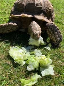 a tortoise standing in the grass next to lettuce at Silverspring Hideaways in Constantine