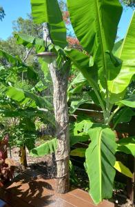 a banana tree with large green leaves at Tropical Retreat on Magnetic Island in Picnic Bay