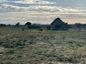 due mucche in piedi in un campo vicino a un fienile di Kuierbos a Gouritzmond
