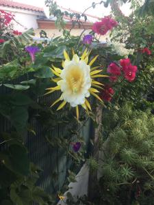 un grande fiore giallo e bianco su una recinzione di Très BEAU BUNGALOW,JARDIN TROPICAL, RENOVATION ETE 2020 a Playa del Ingles