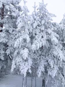 Gallery image of vila Borova glava in Zlatibor
