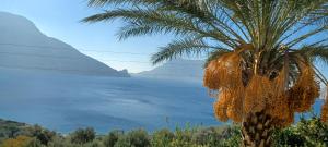 a palm tree with the ocean in the background at Petroula Apartments in Emborios Kalymnos