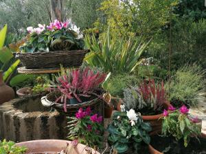 a garden with several plants and flowers in baskets at Il Giardino del Tè in Barletta