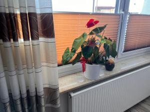 a plant sitting on a window sill next to a curtain at Pension zum Winterberg in Elsterwerda