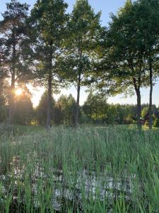 ein Feld mit hohen Gras und Bäumen im Hintergrund in der Unterkunft Pokoje Nadrzeczna in Augustów