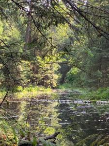 a painting of a river in a forest at Pokoje Nadrzeczna in Augustów