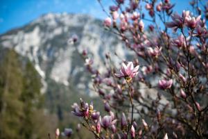 a bunch of pink flowers in front of a mountain at Knoglerhof inkl. Chiemgaukarte in Ruhpolding