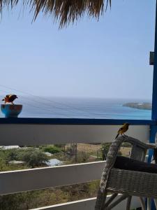 two birds sitting on a chair in front of a window at Seru Papaya cabin, Westpunt in Westpunt
