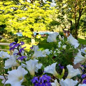 A garden outside Villa Giuliana B&B