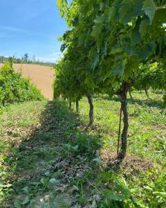 Vonkajšia záhrada v ubytovaní Agriturismo Casafaro Petritoli