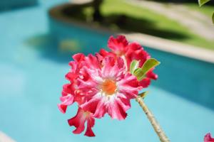 Сад в Flor da Mata