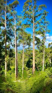 un grupo de árboles altos en un bosque en Melbourne Topview Villa in Dandenong ranges near Skyhigh, en Kalorama