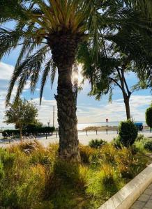 uma palmeira na relva ao lado de uma rua em Sunset Beach II em Santa Pola
