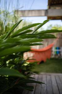 a plant in a yard with a red bench in the background at Casa Canoa - Praia de Algodões in Marau